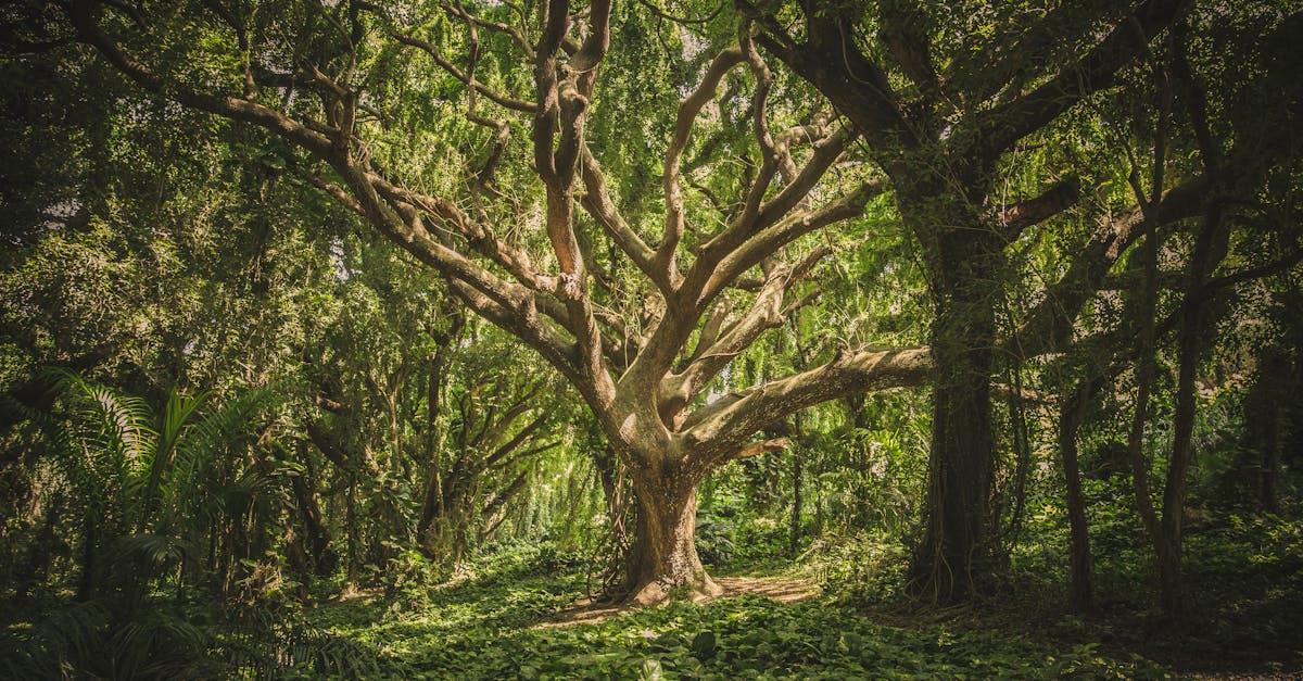 Djursland: Et pulserende centrum for kultur og natur